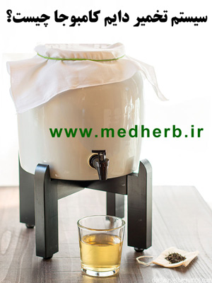 تخمیر دایم کامبوجا چیست