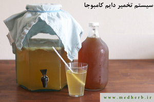 تخمیر دایم کامبوجا چیست