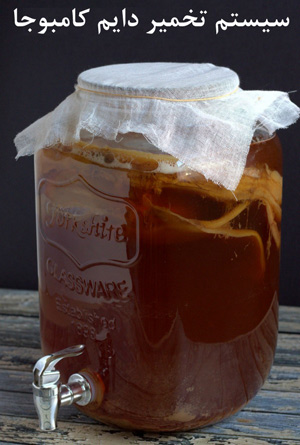 تخمیر دایم کامبوجا چیست