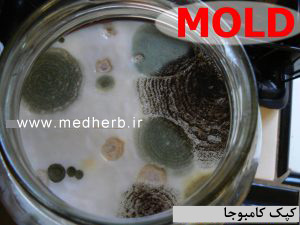 کپک کامبوجا - علایم کپک