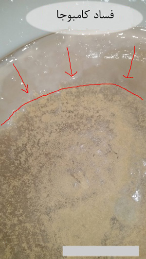 کپک کامبوجا - علایم کپک