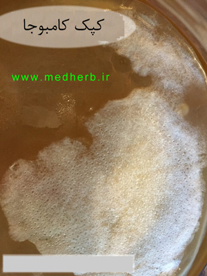 کپک کامبوجا - علایم کپک