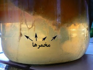 کپک کامبوجا - علایم کپک